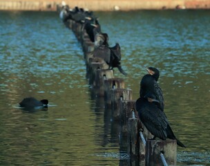 Close-up of a flock of cormorants standing on wooden posts in a serene lake