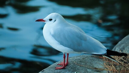 Black-headed gull standing on a rock in front of a calm lake