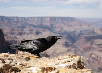 raven on the grand canyon