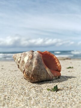 an empty shell is sitting on a sandy beach near the ocean
