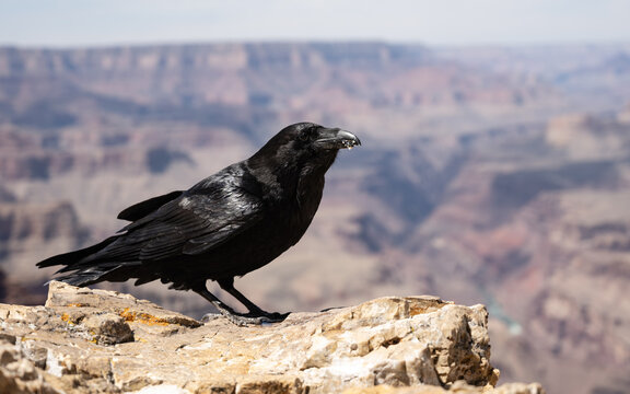 crow in the grand canyon - Powered by Adobe