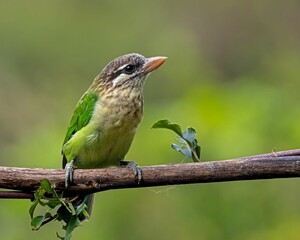 White-cheeked barbet bird perching on tree branch