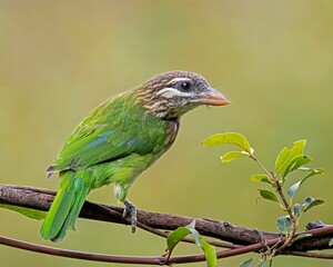 White-cheeked barbet bird perching on tree branch