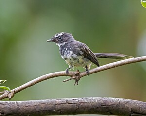 White-throated fantail perching on tree branch