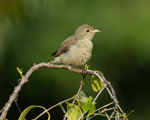 Acrocephalus perching on tree branch