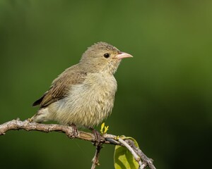 Acrocephalus perching on tree branch