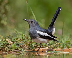 Beautiful black and white Oriental magpie robin
perched on the surface of a still body of water
