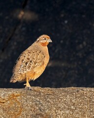 Closeup of a quail perched on the ground with a blurry background