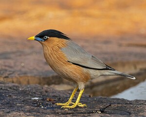 Closeup of a brahminy starling perched on the ground with a blurry background