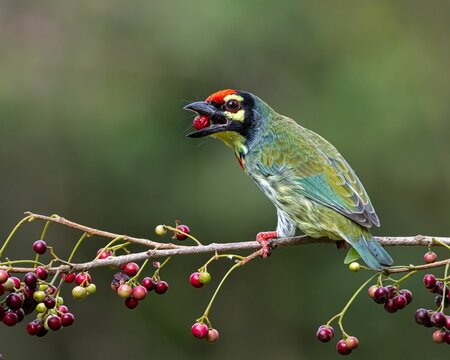 Coppersmith Barbet bird perching on tree branch