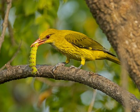 Golden oriole perching on tree branch