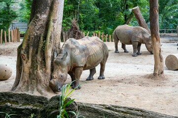 two rhinos standing in a zoo exhibit habitat with trees