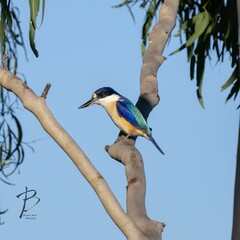 Kingfisher bird perched on a tree branch, looking off in the distance