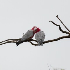 Fototapeta premium Two galah birds perched atop a barren tree branch.