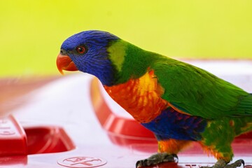 Rainbow lorikeet perched on a red tabletop.