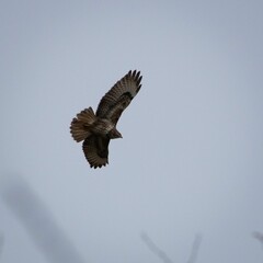 Buzzard soaring through a cloudy sky on a dreary day