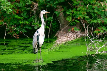 Gray heron bird perched on a wooden log in a lake with algae