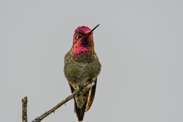 Hummingbird perched atop a barren tree branch, looking off into the distance