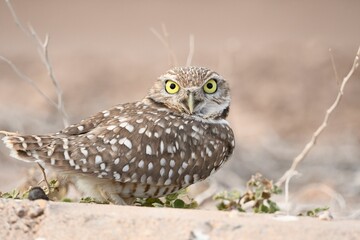 Owl perched atop a rustic rock in an outdoor dirt terrain
