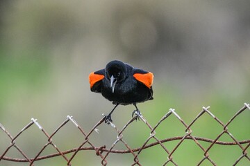 Red-winged blackbird perched atop a wire fence, looking alert and ready to take flight