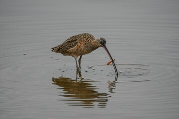 Brown Far Eastern curlew standing on the shoreline