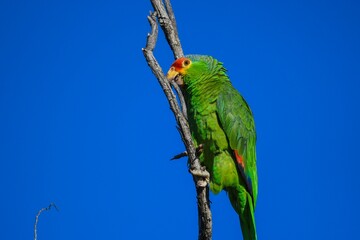 Majestic vibrant green parrot perched atop a slender branch against a blue sky
