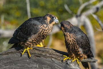 Peregrine falcon birds perched on a log