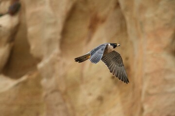 Majestic Shaheen falcon bird soaring over a rugged cliffside landscape
