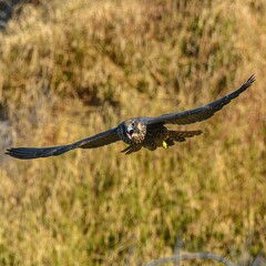 Majestic Altai falcon bird soaring through the air, against the backdrop of a lush green field
