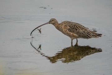 Brown Far Eastern curlew hunting at the shore