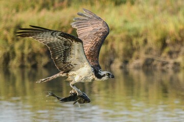 an ospreea with a fish in it's talon