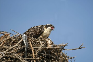 ospreet perched on nest, feeding bird below and blue sky