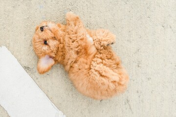 Adorable fluffy cute poodle puppy rolling around on the floor outdoors