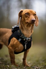 Vertical of a brown dachshund with a collar stands on a field of green grass