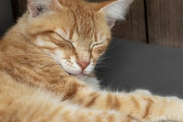 Closeup of an adorable orange tabby cat.