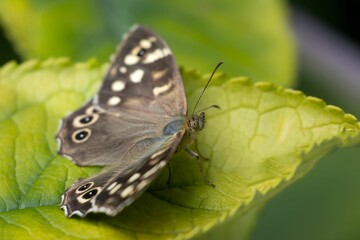 Close-up shot of a brown butterfly perched atop a vibrant green leaf in a lush garden setting.