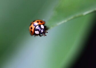 Close-up of a vibrant red ladybug perched atop a lush green leaf