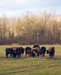 Herd of ox are gathered in a lush green meadow, standing in a close formation