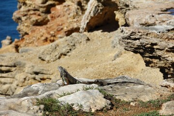 Vibrant iguana atop a sun-drenched rock, overlooking a tranquil body of water, Puerto Rico