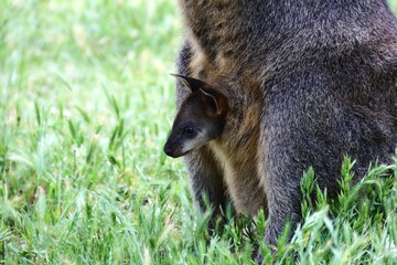 Closeup shot of a baby wallaby in its mother's pouch.