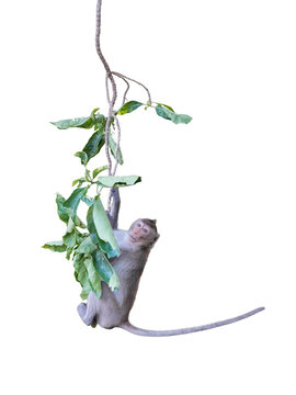 Macaca or baby monkey is dangling and swing, looking like Tarzan on a branch. It's cute, funny, climbing, about to fall from the tree. Isolated on white background with clipping path and transparent