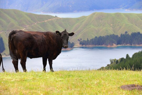 Cow standing in a grassy meadow against the backdrop of hills and a lake. Marlborough Sounds, NZ.
