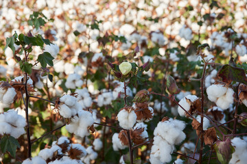 cotton plantation plantação de algodão fazenda de algodão 