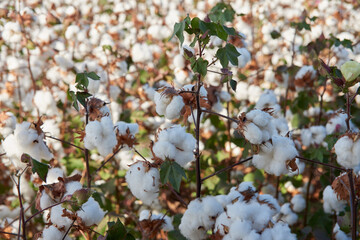 cotton plantation plantação de algodão fazenda de algodão 