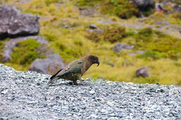Solitary kea parrot in the Milford Sound, New Zealand