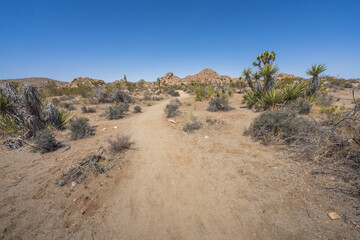hiking the lost horse mine loop trail in joshua tree national park, california, usa