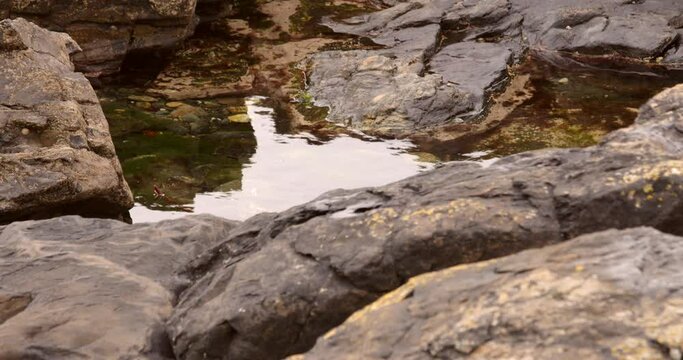 close up shots of a rock pool at low tide, mousehole Cornwall