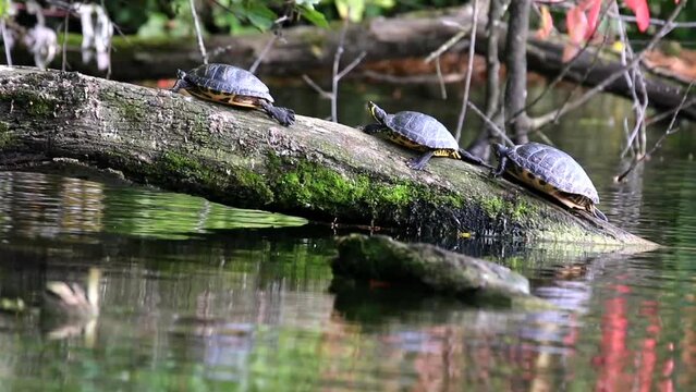 Row of three painted turtles basking on tree trunk sticking out of water during daytime