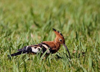 Closeup shot of a Eurasian hoopoe foraging in the green meadow.
