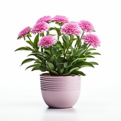 Pot of vibrant pink chrysanthemums isolated on a white background. AI-generated.